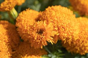 Marigold Glow Up